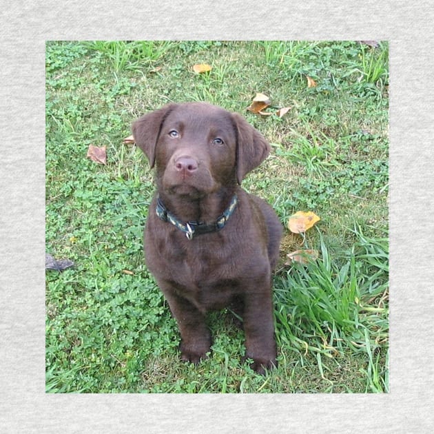 Labrador Retriever Chocolate Puppy Sitting by Wanderingangel